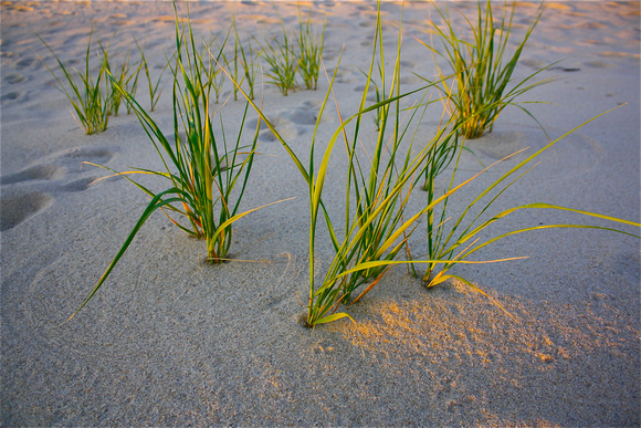 Shore, Cape Cod